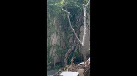 Gargantuan python caught in French family's garden