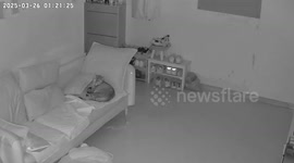 Cat woken up as earthquake shakes buildings in Beijing, China