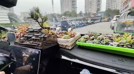 Taxi driver transforms car into 'mobile garden' with over 80 plants