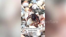 Fascinating rare footage shows hermit crab swapping shells