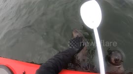 Friendly seal enjoys chin scratches from kayaker in Namibia
