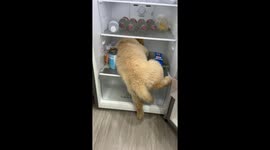 Hungry puppy climbs into fridge to grab food