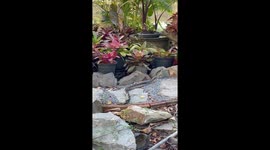 Pair of snakes caught in intimate mating dance in woman's garden