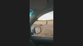 Pig Runs Between Man's Legs