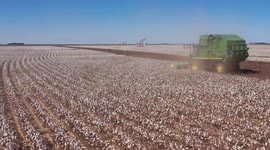 Cotton stripper harvesting in rural west Texas fields among oil pumps and wind turbines