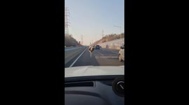 Escaped ostrich runs along road in South Korea