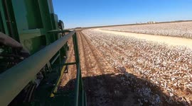 POV from the side of a cotton stripper harvesting in a west Texas cotton field