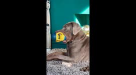 Dopey Doberman Squeaks Toy