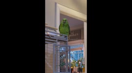 Parrot Curses At Guest