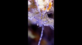 Spider-like Sea Creature In Raja Ampat Regency