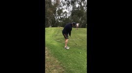 Magpie Prank On Golfer