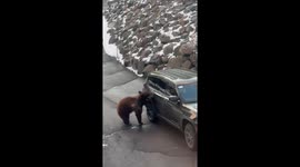 Bear Gets Into Greg's Car