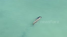 Drone video shows a man killed by a crocodile in the waters of Palu Bay, Indonesia