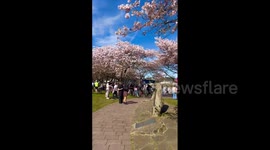US: Cherry Blossoms Peak in Portland, Oregon