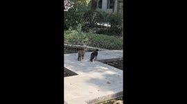 Two fighting cats fall into water and freeze in shock in Guangzhou, China