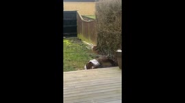 Dog surprises owner with trash hanging from its body in Vellinge, Sweden