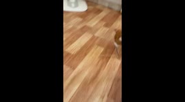 Cat tries to eat moving lizard tail in Thailand