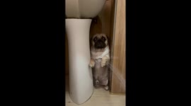 Worried pug hides under sink to avoid being washed