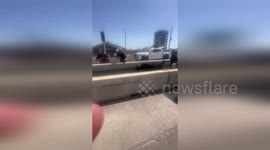 US: Loose Livestock Cause Chaos on IH-45