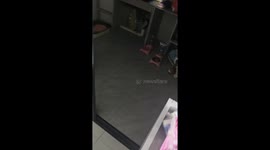 Corgi caught stealing cat food gets attacked in Fujian, China