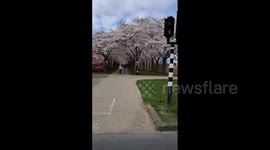 Netherlands: Almere’s Street Decorated in Cherry Blossom Pink