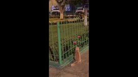 Cat patiently waits as mouse jumps across fence in Miraflores, Peru