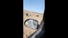 Cow startled during birth, causing calf to fall in Scott, Kansas, USA