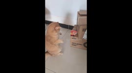 Cat playfully fights chicken peeking out of a box in Beijing
