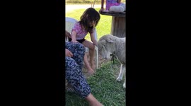 Sheep nearly rams young girl before mother intervenes in Entre Ríos, Argentina