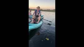 Woman fishing on a boat catches a big fish in Parrish, Florida