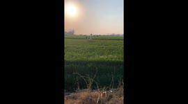 Two dogs jump playfully in a grass field in Henan, China