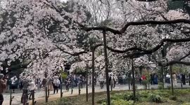 Japan: 2025 Cherry Blossom Season Kicks Off in Pink