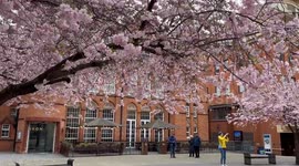 Spring is in bloom! Look at these colourful flowers from around the UK