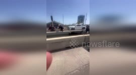 Police retrieve escaped cattle on Interstate 45 in Texas