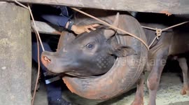 Hapless buffalo with its head stuck in tyre needs help from firemen