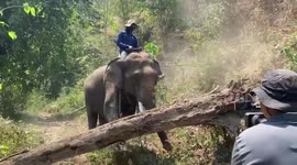 Rescued elephants set to work carrying logs to prevent wildfire spread in Thailand