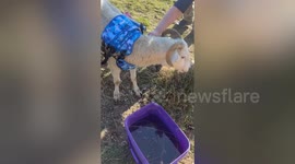 Sheep gets wheelchair - so she can walk and run