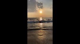 Surfing dog rides wave all the way to the shore