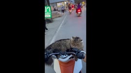 Kitten nestles on moving scooter's handlebars with owner