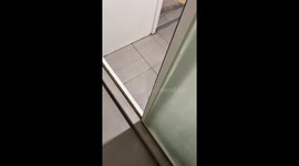 Persian cat hides behind door to play peek-a-boo with owner