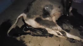 Pregnant cow rescued while giving birth to calf in India