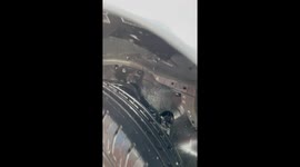 Newborn kitten found stuck in pickup truck engine in Thailand