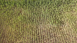 Aerial view of eucalyptus trees dancing in a breeze in rural Thailand.