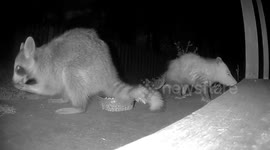 Raccoon and Opossum Share Midnight Snacks