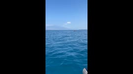 Kayaker Encounter With Pod Of Humpback Whales