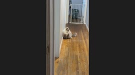 Ragdoll Cat Literally Bounces Off The Wall