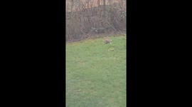 Coyote Plays With Dog Toy In Yard