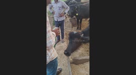 Cattle Uses Tongue To Help Count Money