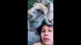 Crab-eating Macaque Mimics Owner's Kisses