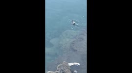 Otter Pops Through Thin Ice